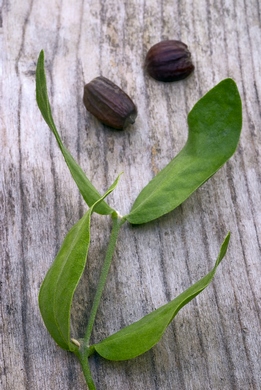 Jojoba