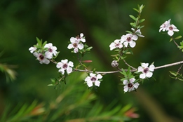 Manuka