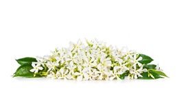 Neroli